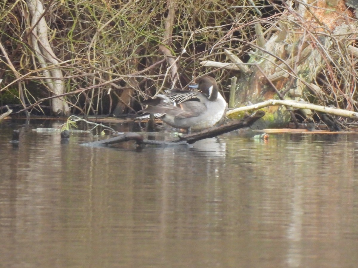 Northern Pintail - ML537740661
