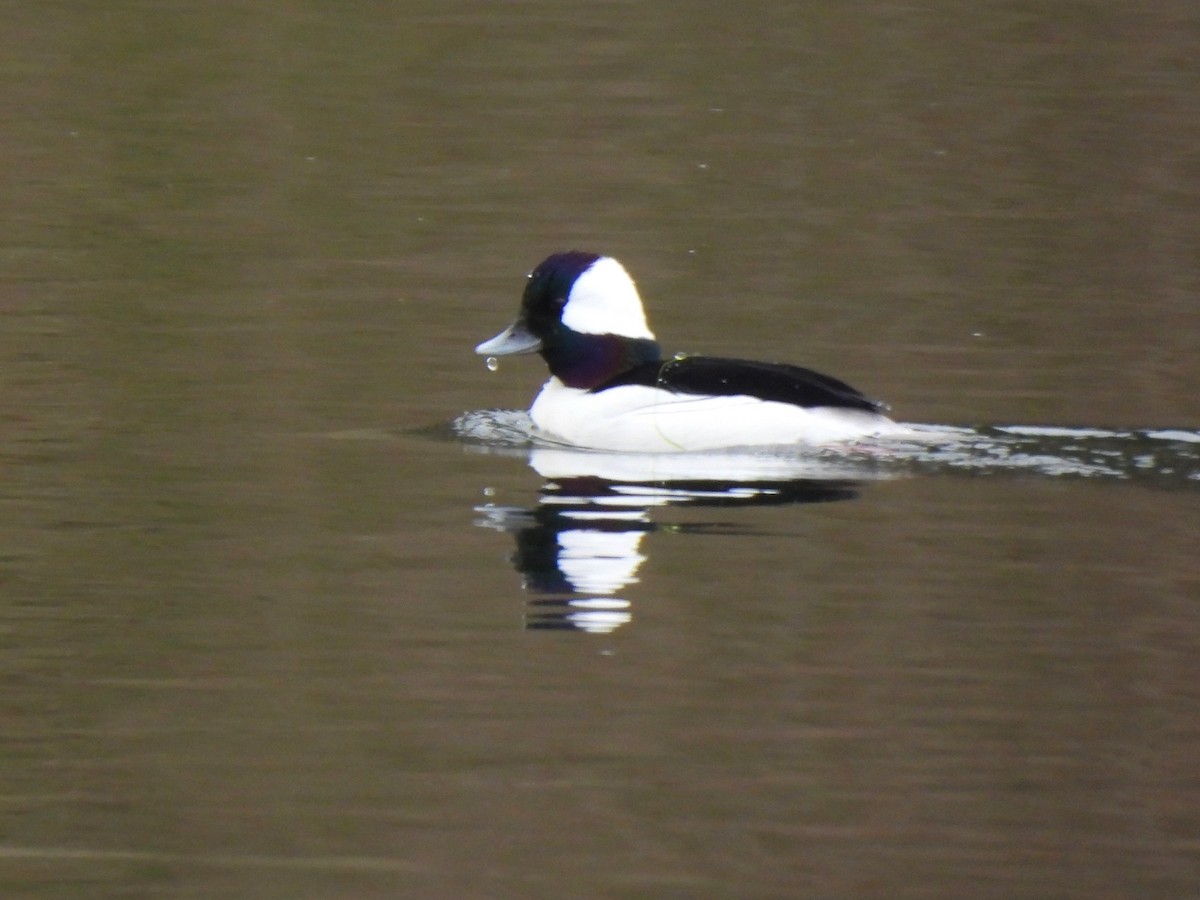 Bufflehead - ML537740961
