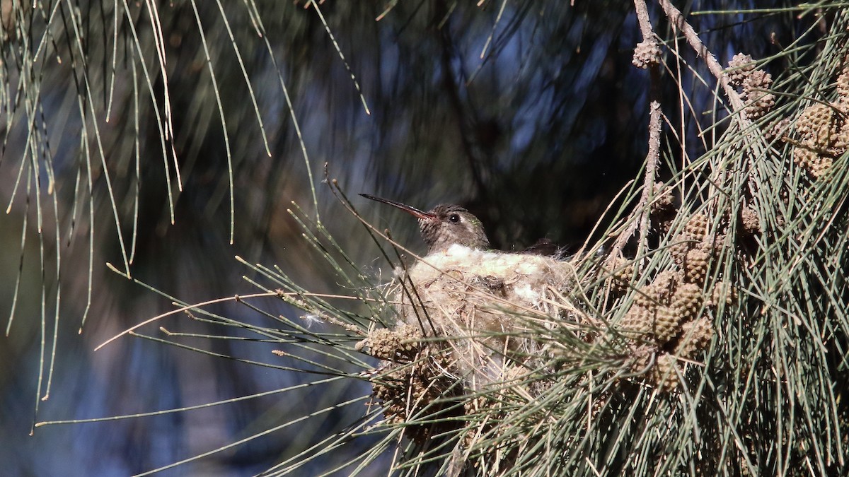 Broad-billed Hummingbird - ML537741561