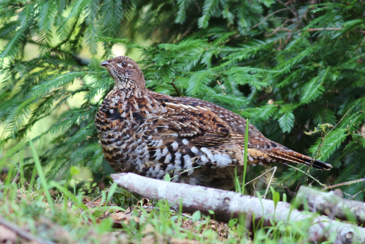 Ruffed Grouse - Tom Benson