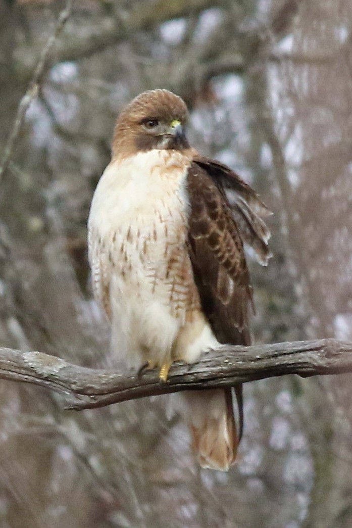 Red-tailed Hawk - ML537741791