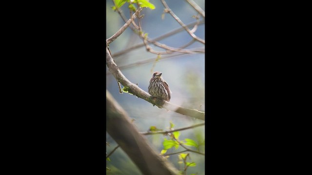 Lanceolated Monklet - ML537744761