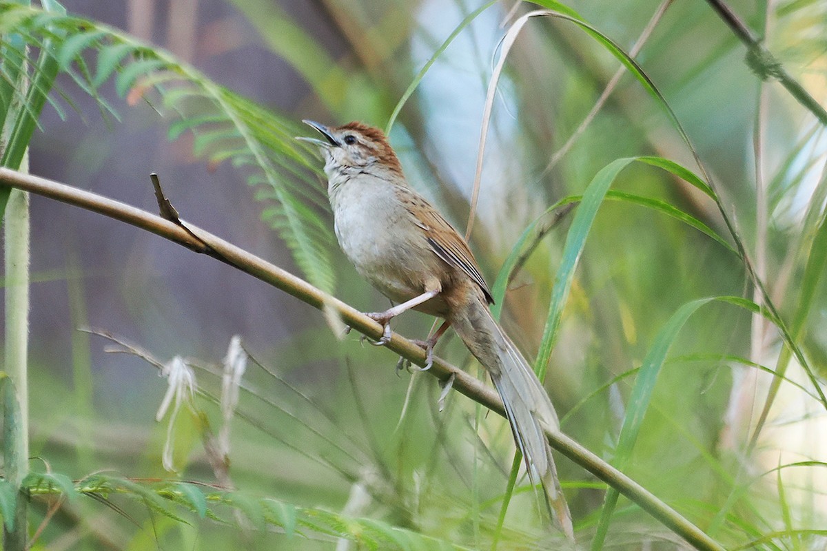 Tawny Grassbird - Mei-Hua Tsou