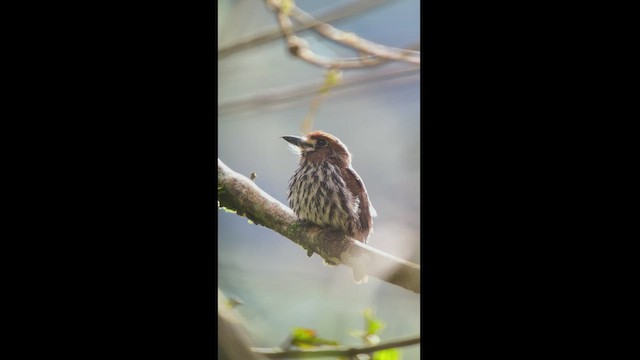 Lanceolated Monklet - ML537745371