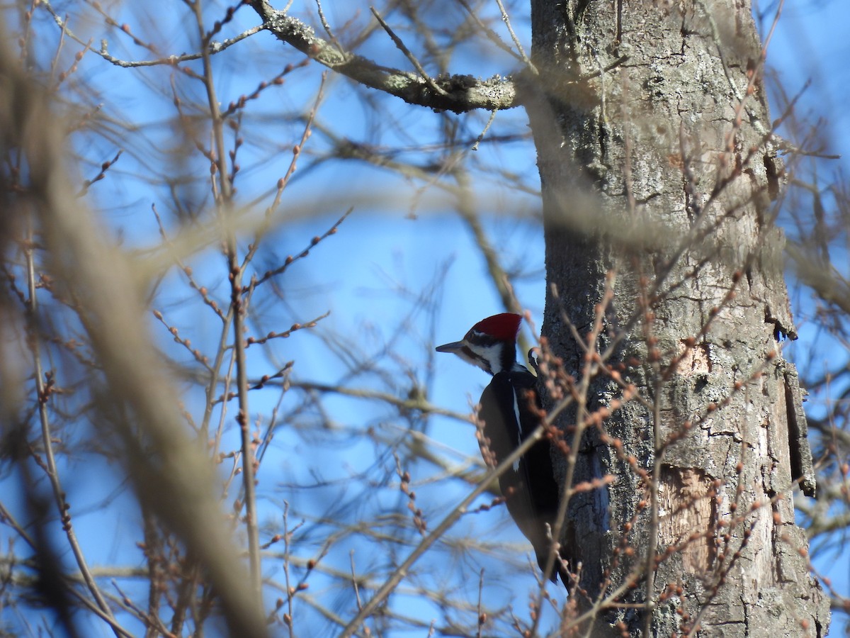 Pileated Woodpecker - ML537748681