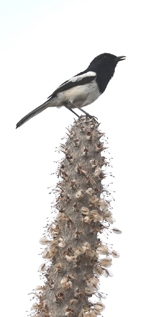 Madagascar Magpie-Robin (White-winged) - Wendy Howes