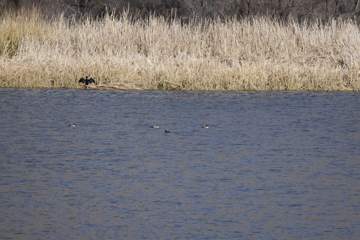 Common Merganser - ML537749431