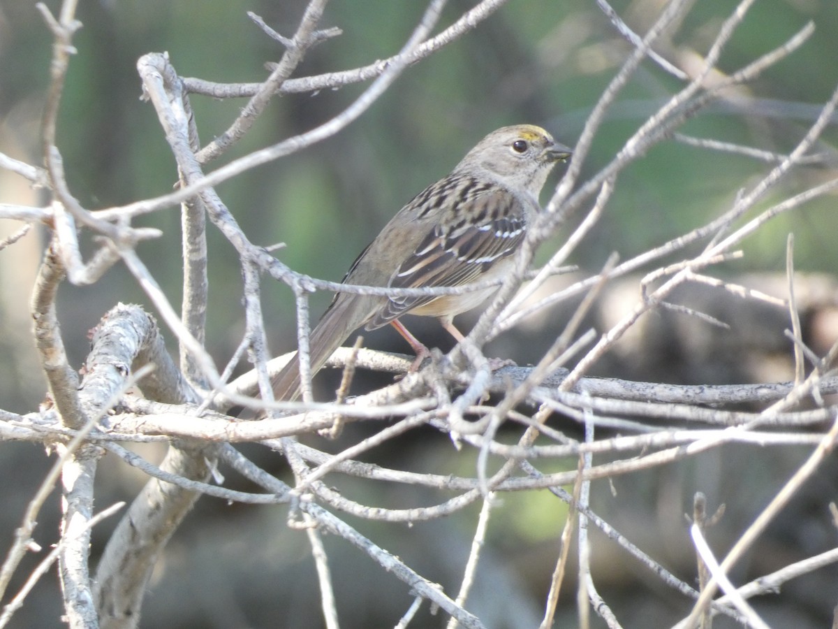 Golden-crowned Sparrow - William Buswell