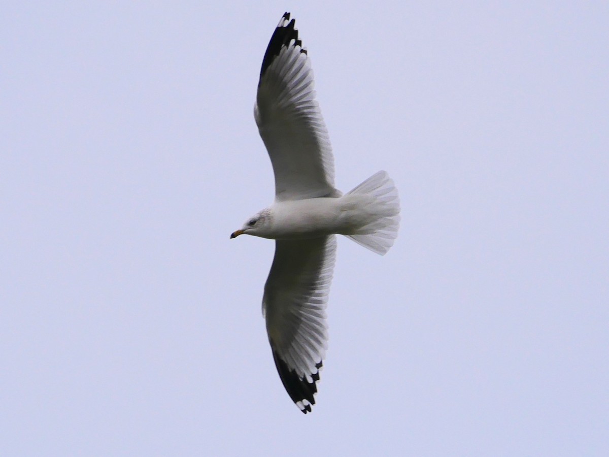 Ring-billed Gull - ML537749621