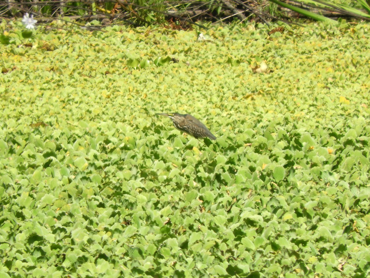 Striated Heron - ML537750061