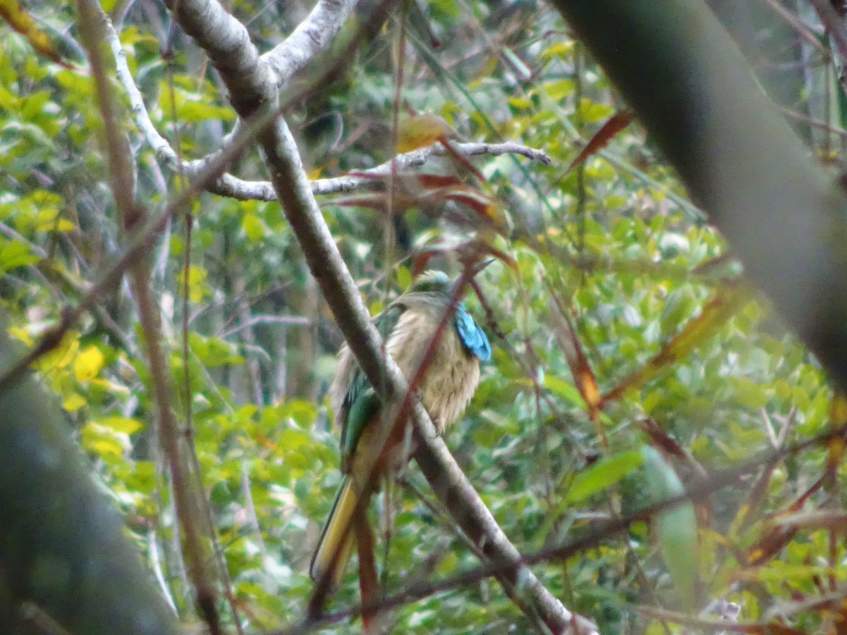 Blue-bearded Bee-eater - ML537750481