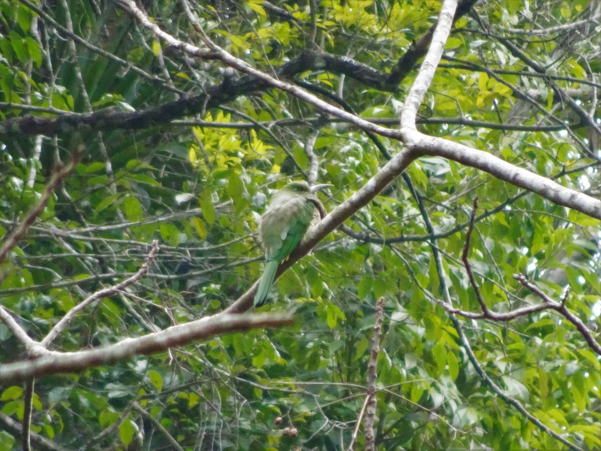 Blue-bearded Bee-eater - ML537750491