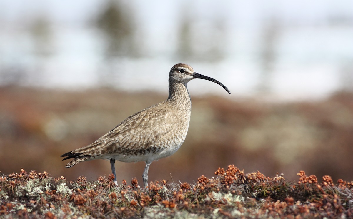 Whimbrel (Hudsonian) - Jay McGowan