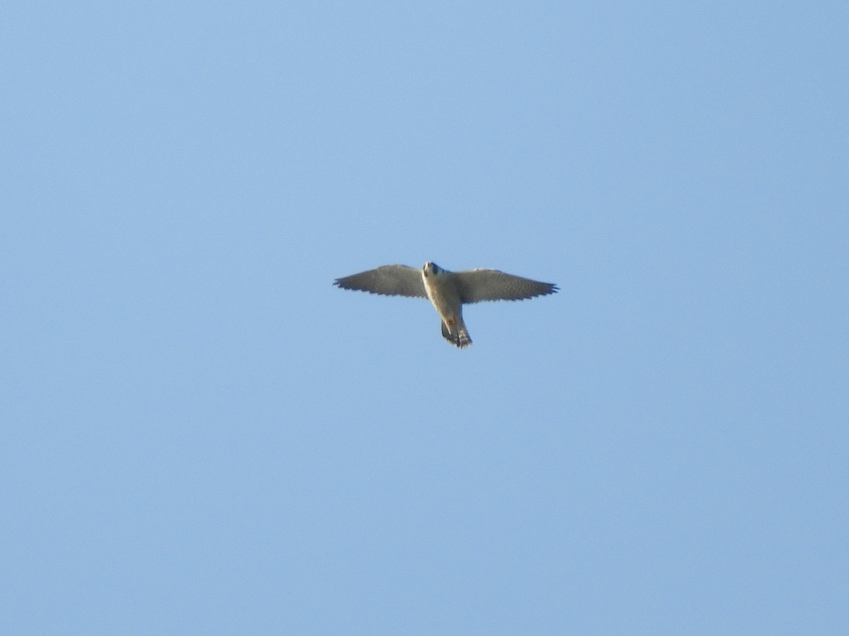 Peregrine Falcon - Gonzalo Diaz