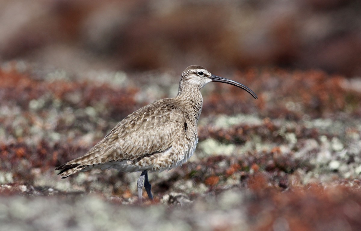 Whimbrel (Hudsonian) - Jay McGowan