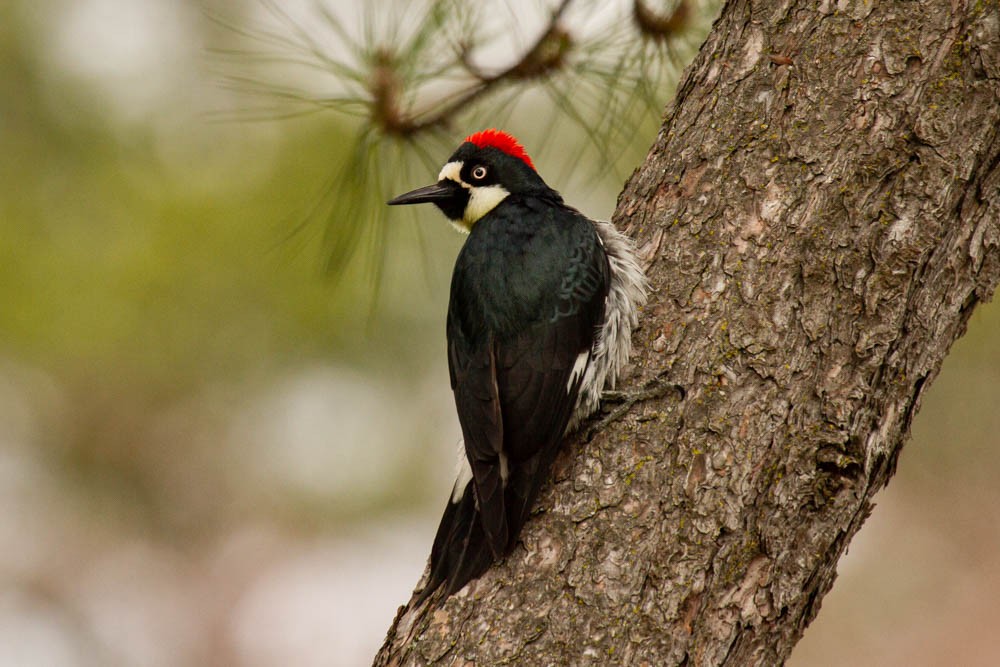 Acorn Woodpecker - ML537752881