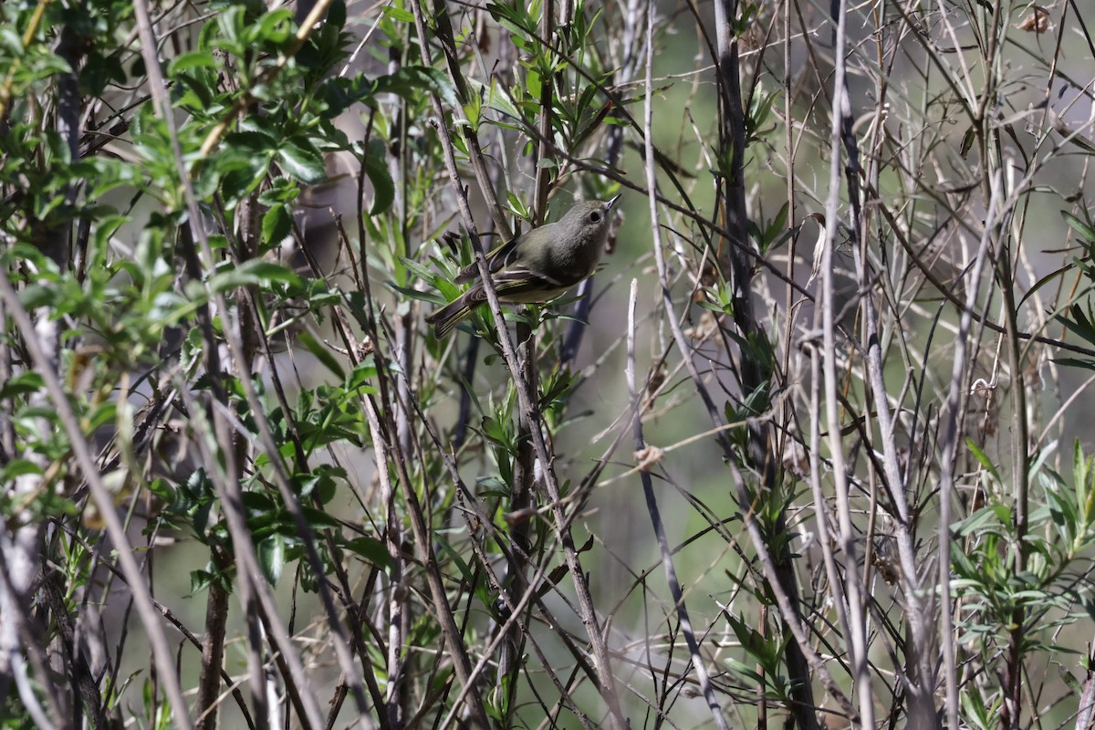 Roitelet à couronne rubis - ML537753061