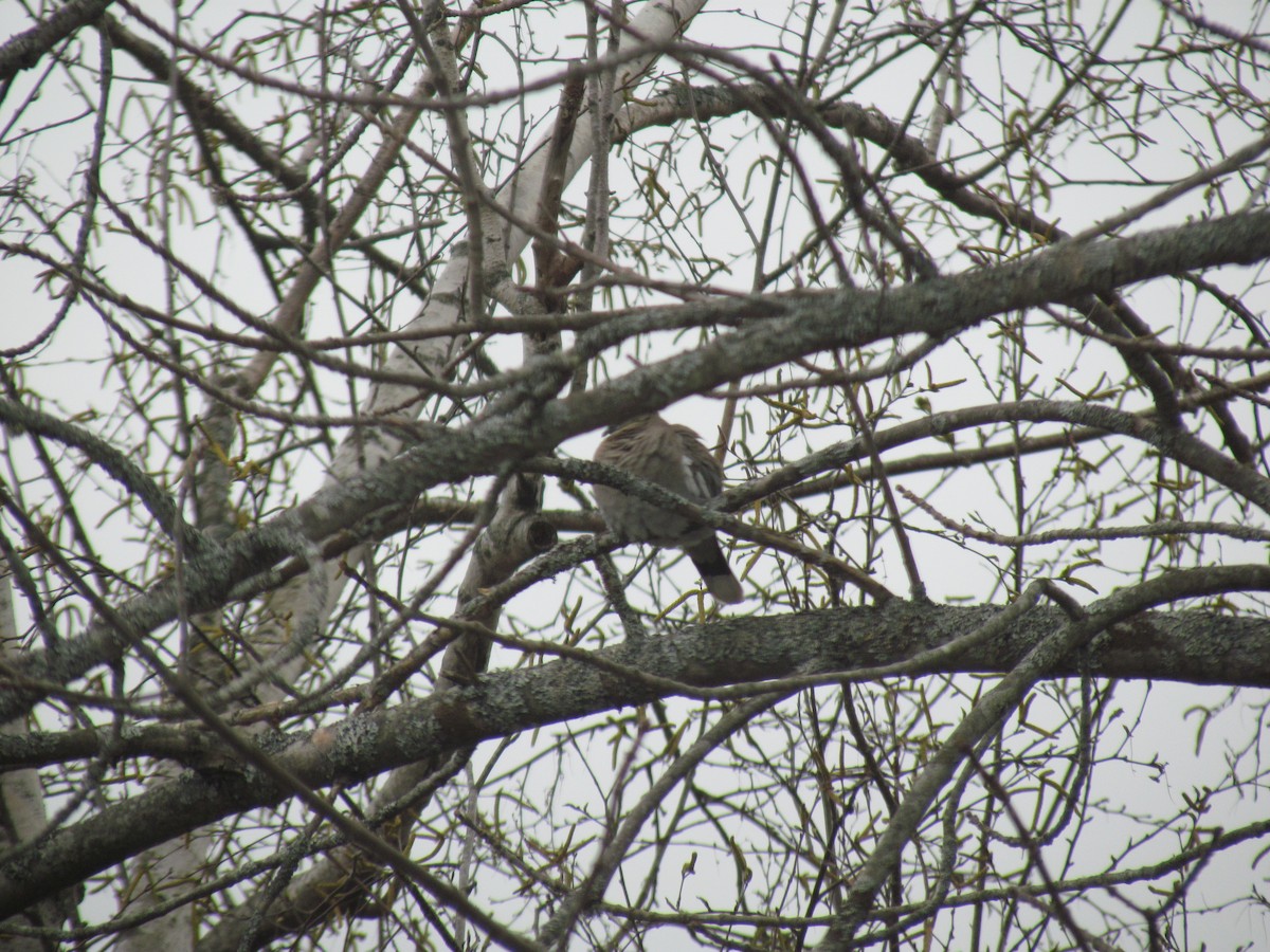 White-winged Dove - ML537753091