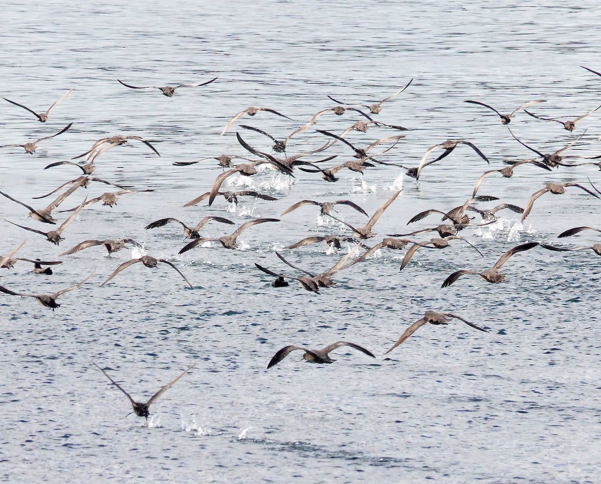 Sooty Shearwater - Kathleen Horn