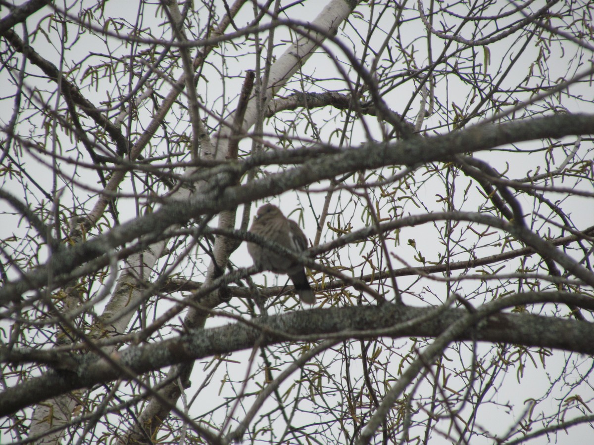 White-winged Dove - ML537753701