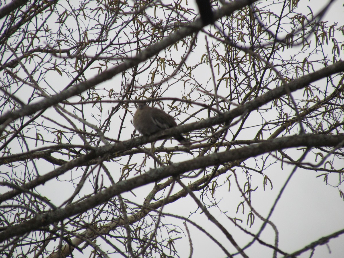 White-winged Dove - ML537754151