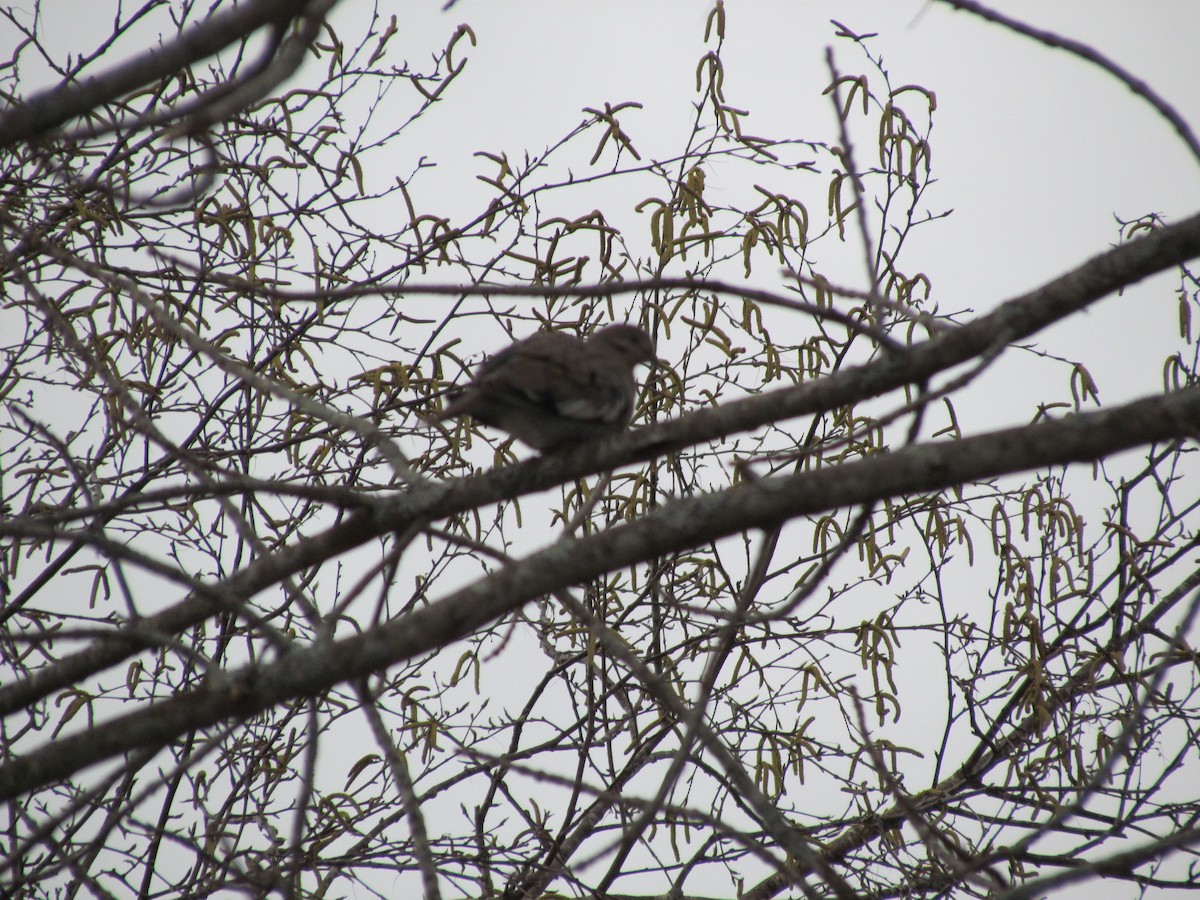 White-winged Dove - ML537754211