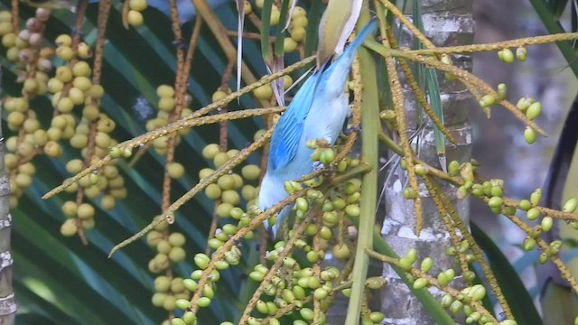 Blue-gray Tanager - ML537754311