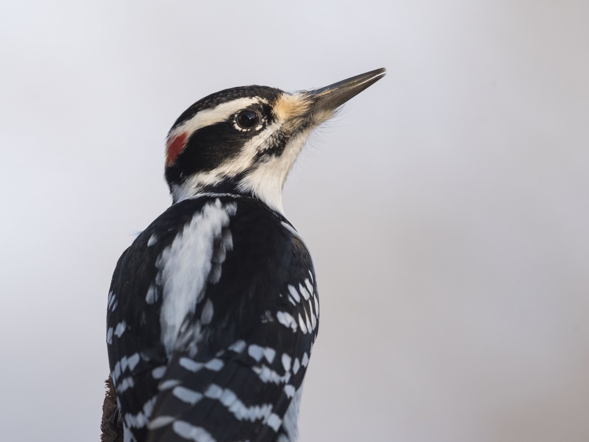 Hairy Woodpecker - ML537754751