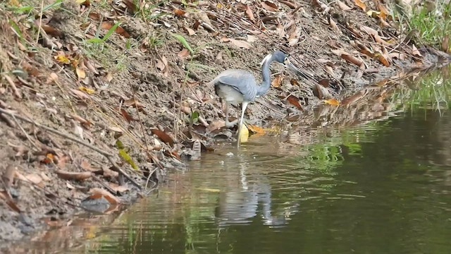 Tricolored Heron - ML537755041