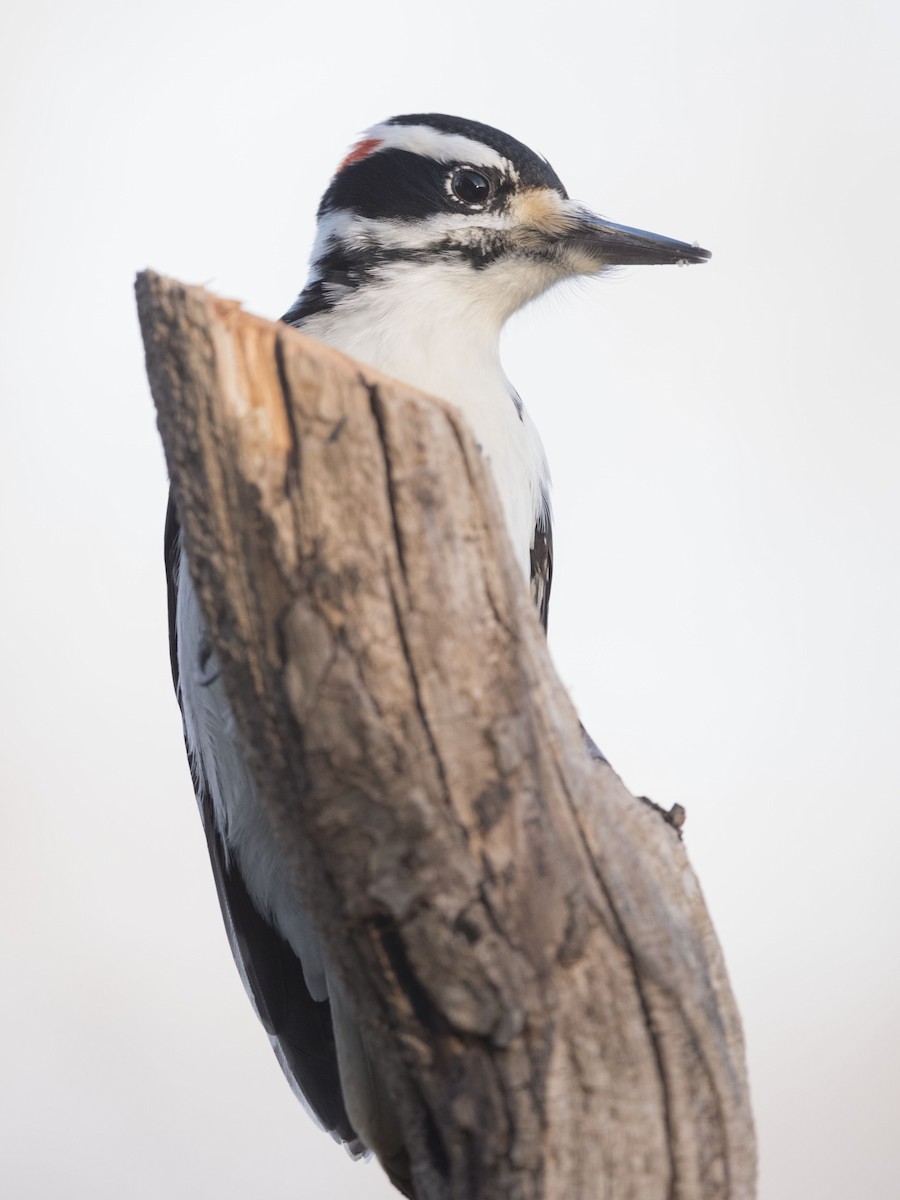 Hairy Woodpecker - ML537755101