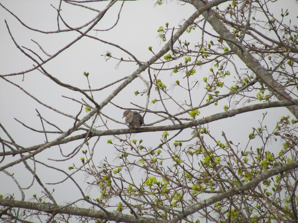 White-winged Dove - ML537755111