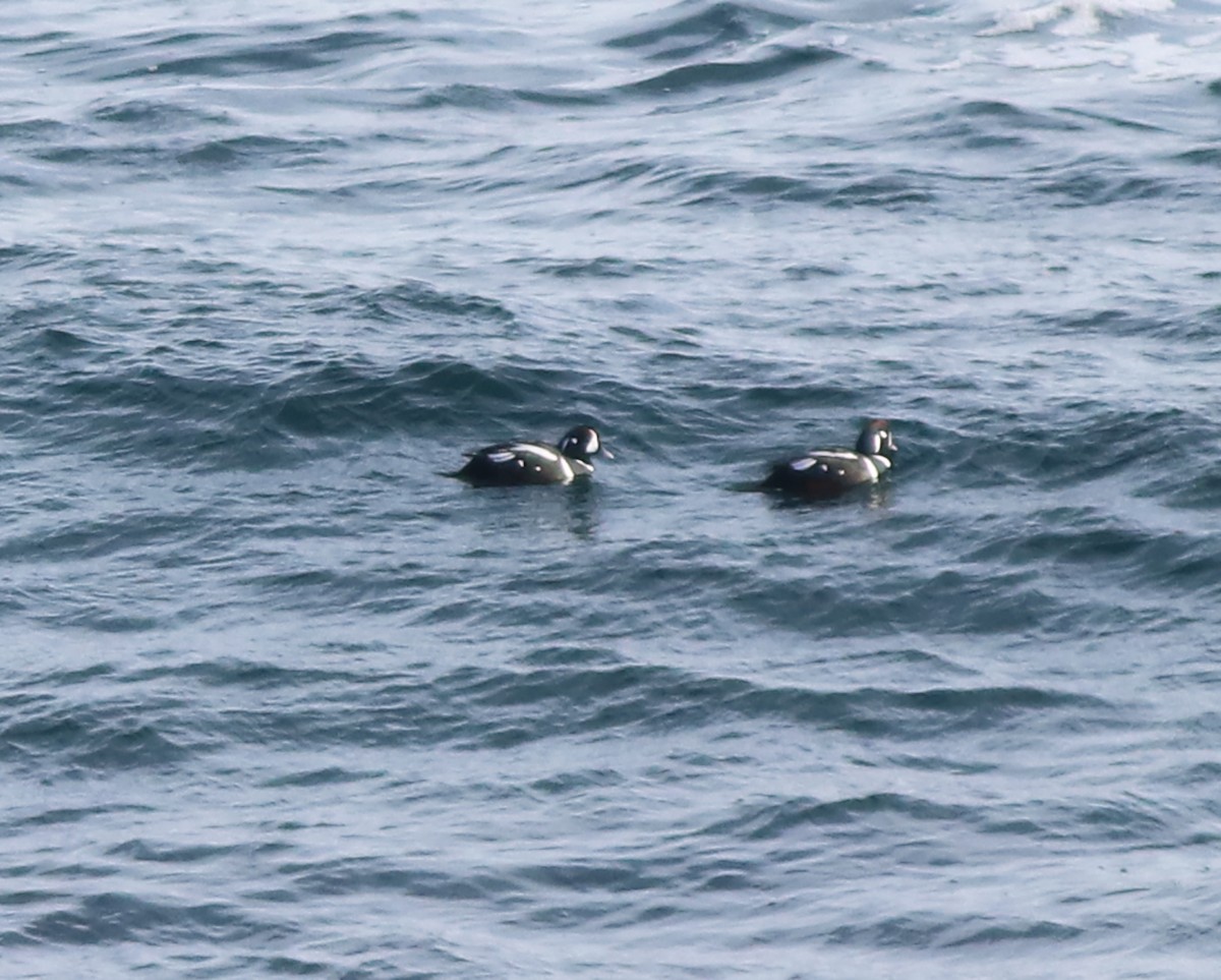 Harlequin Duck - ML537755121