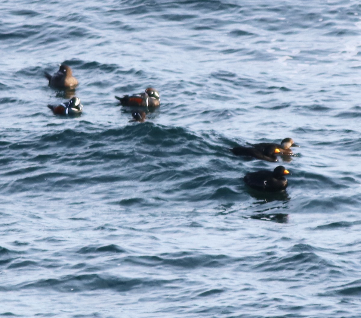 Harlequin Duck - ML537755131