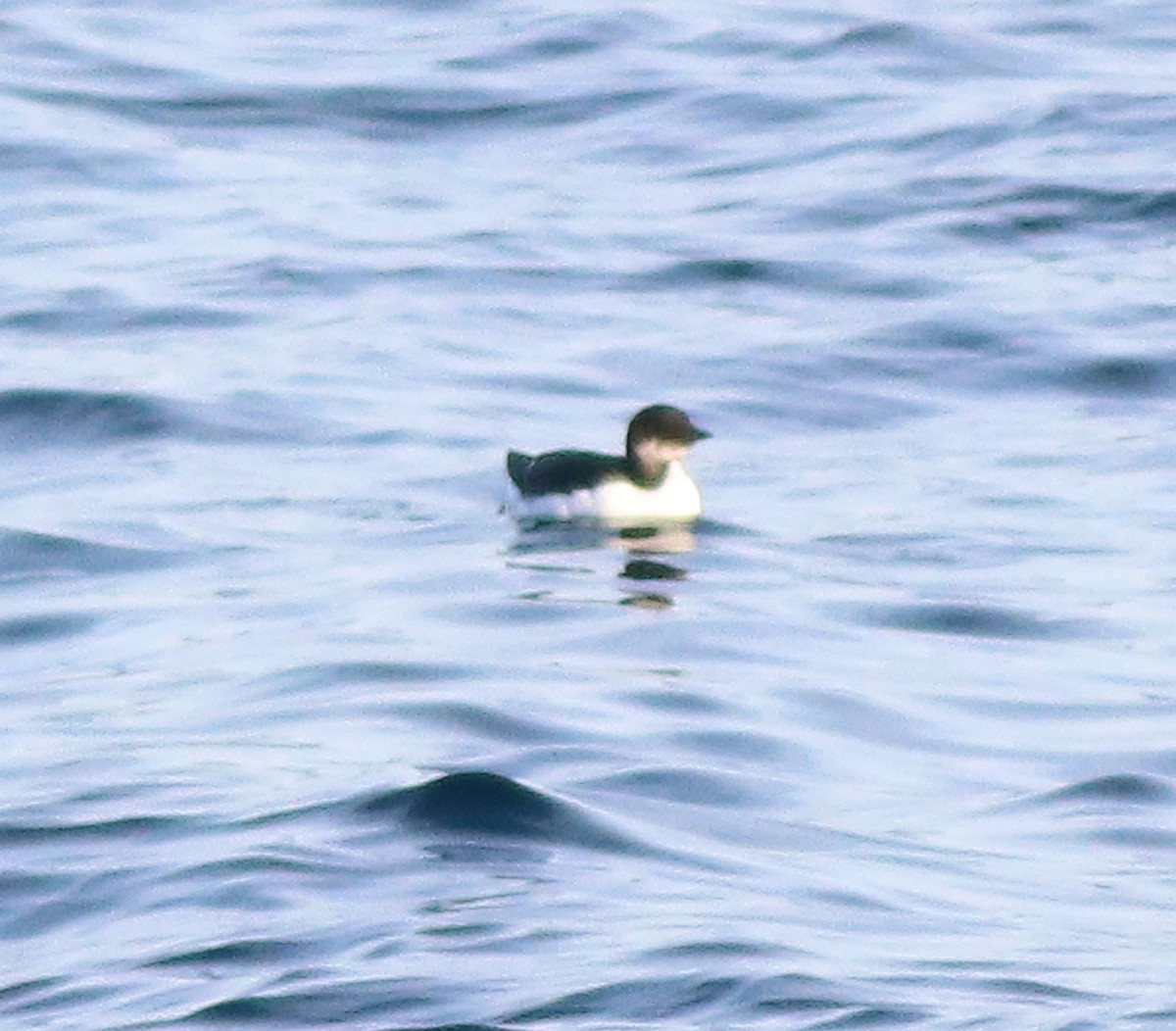 Thick-billed Murre - Gary Graves