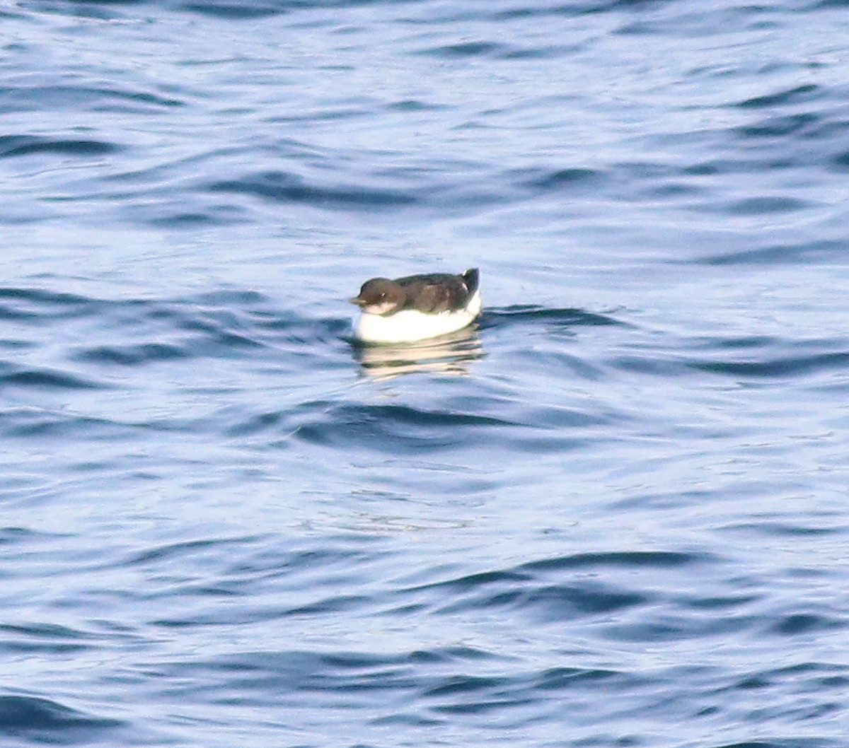 Thick-billed Murre - ML537755751