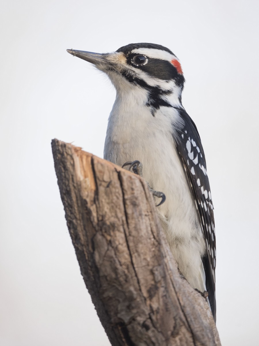 Hairy Woodpecker - ML537755981
