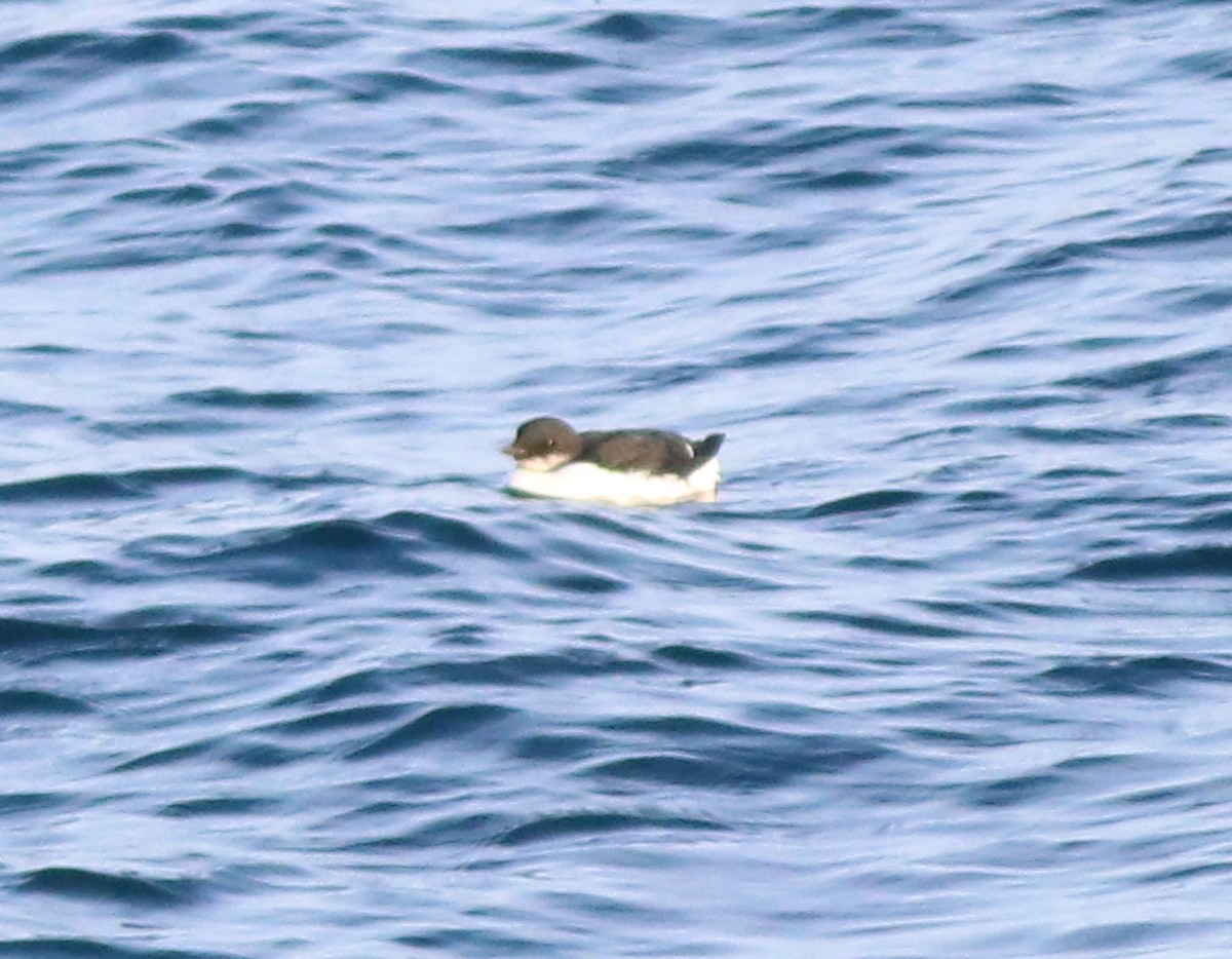 Thick-billed Murre - ML537756001