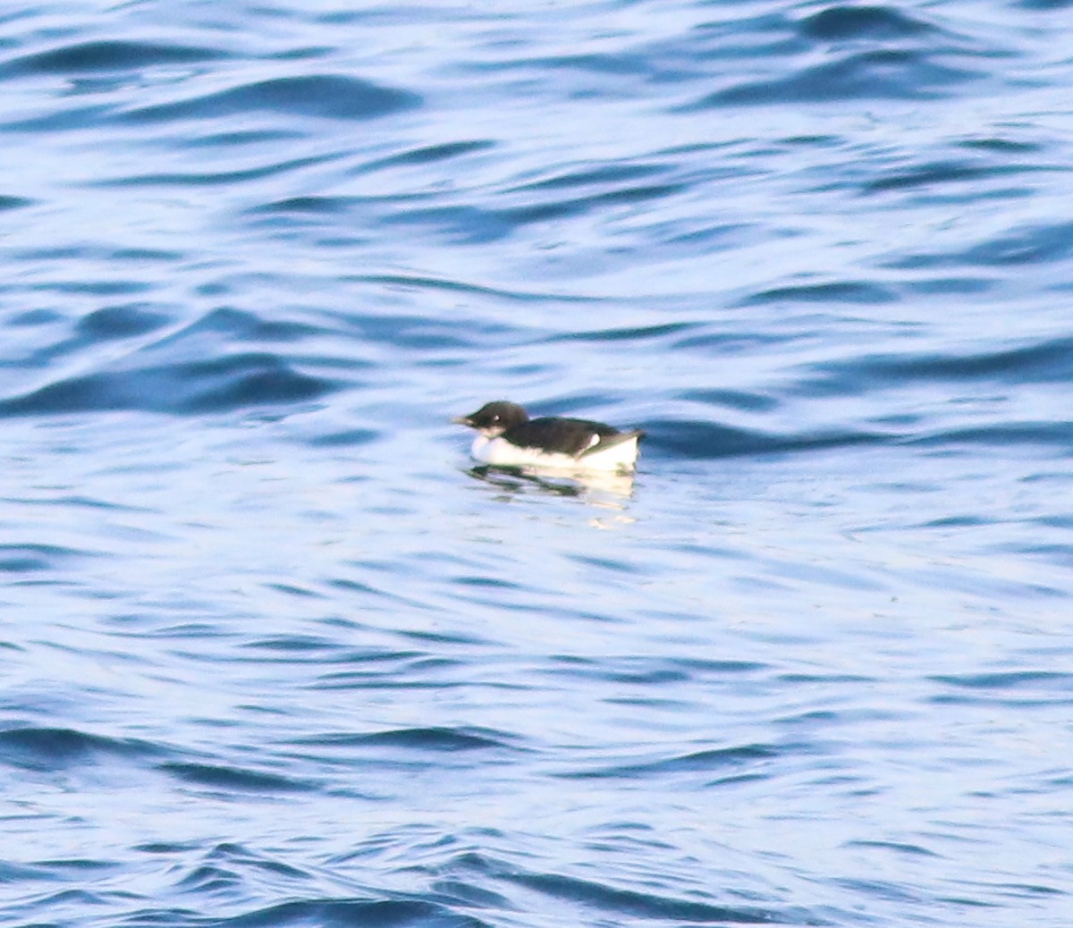 Thick-billed Murre - Gary Graves