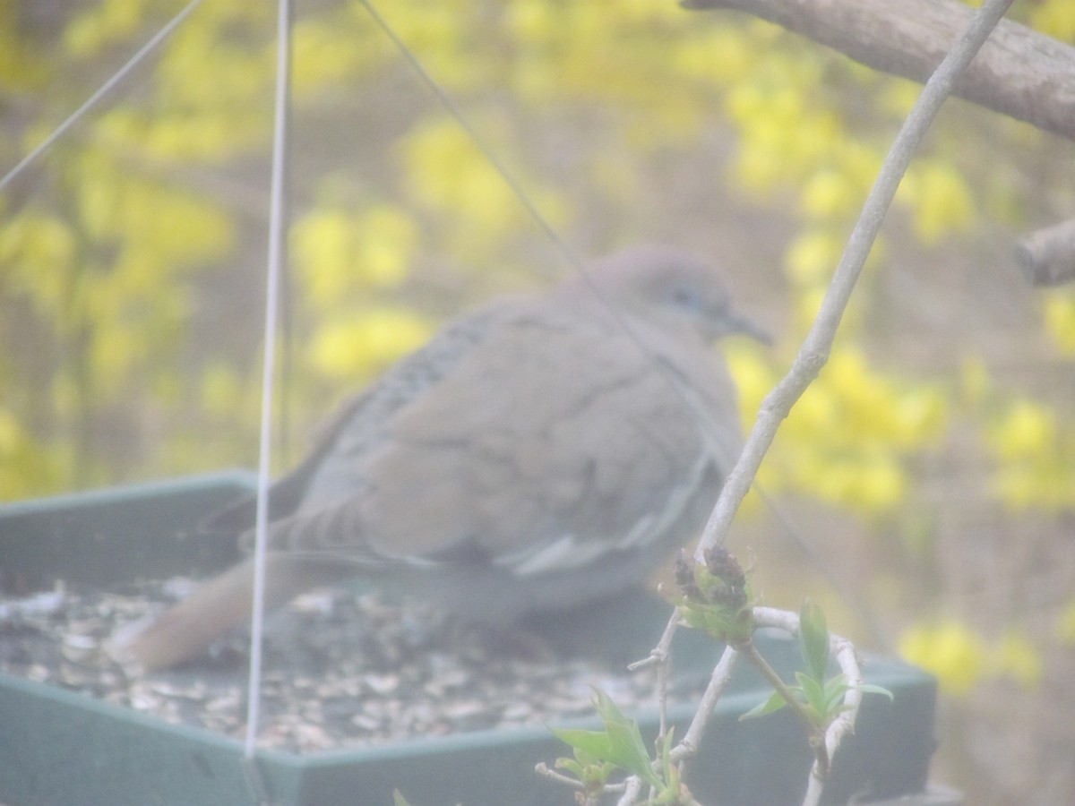 White-winged Dove - ML537756981