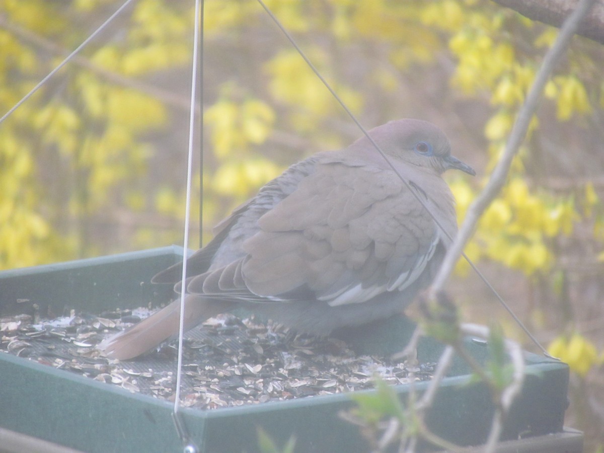 White-winged Dove - ML537756991