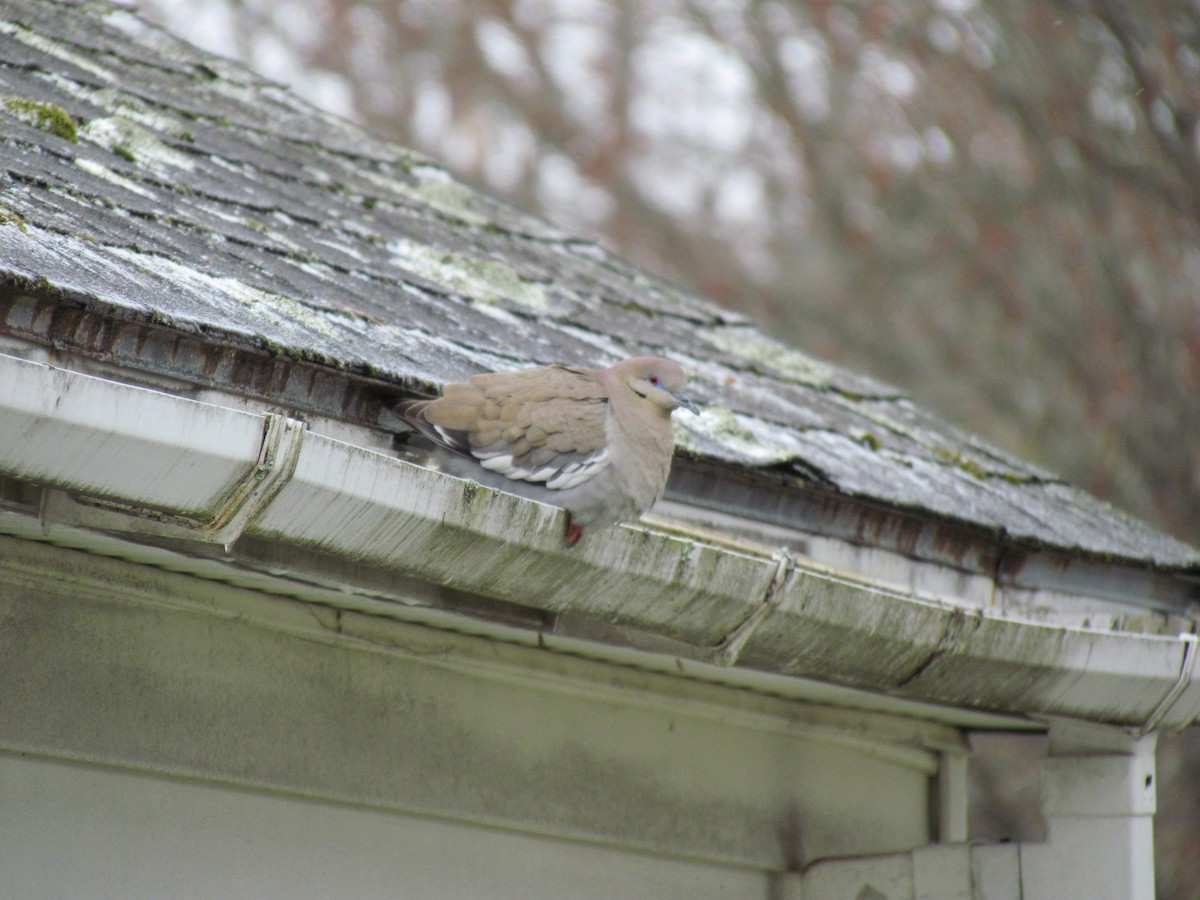 White-winged Dove - ML537757001