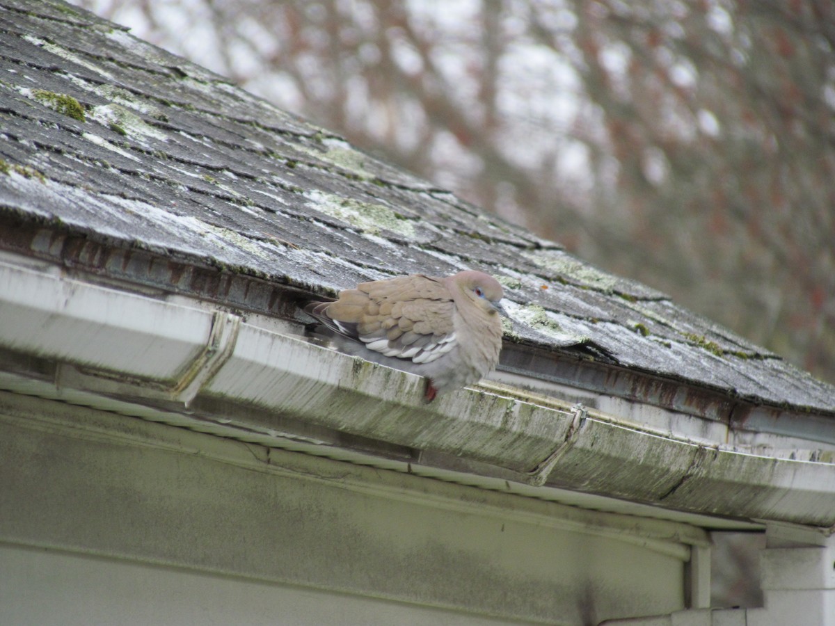 White-winged Dove - ML537757031