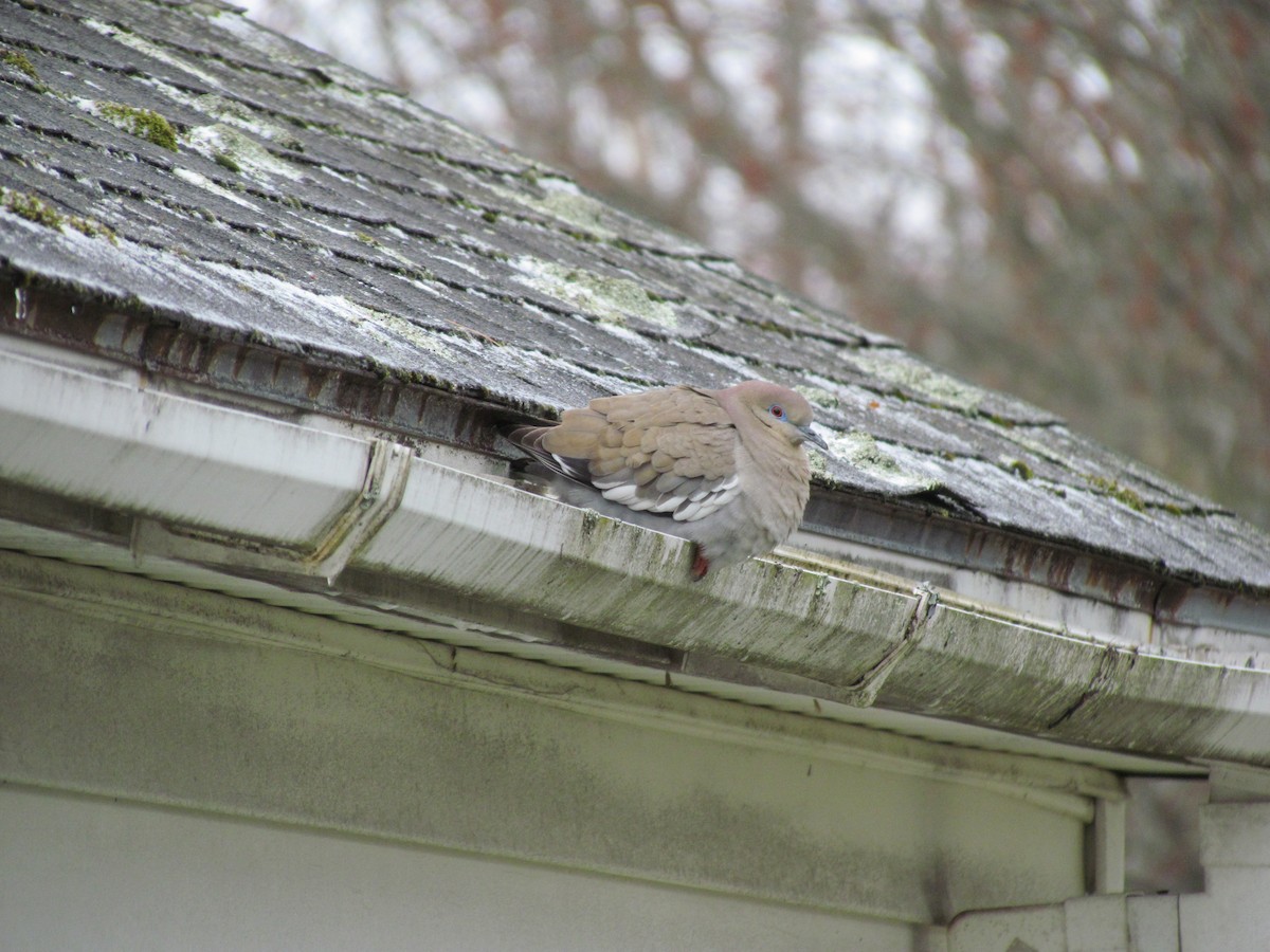 White-winged Dove - Jeff Wells