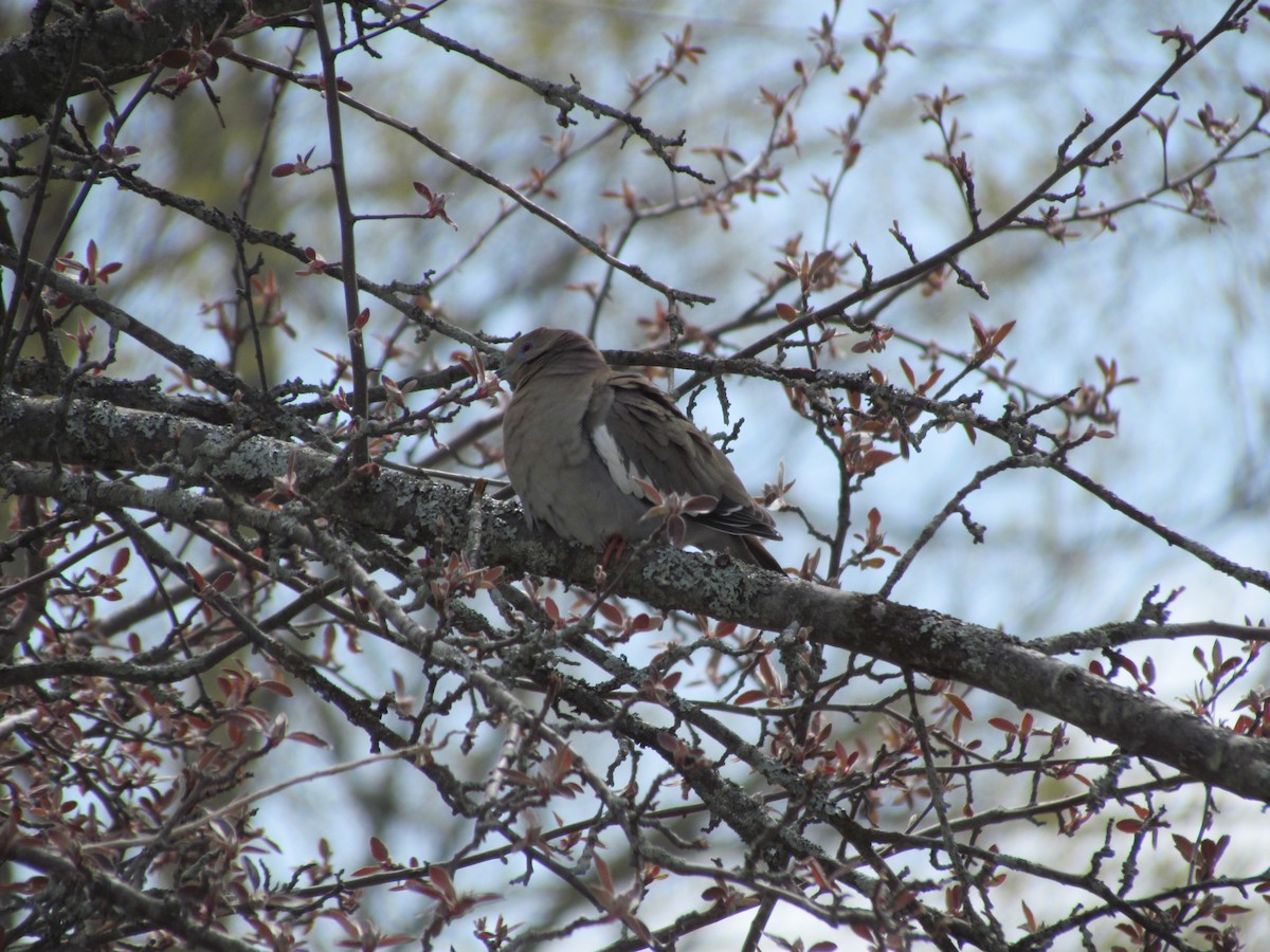 White-winged Dove - ML537757541