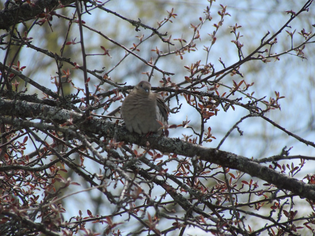 White-winged Dove - ML537757561