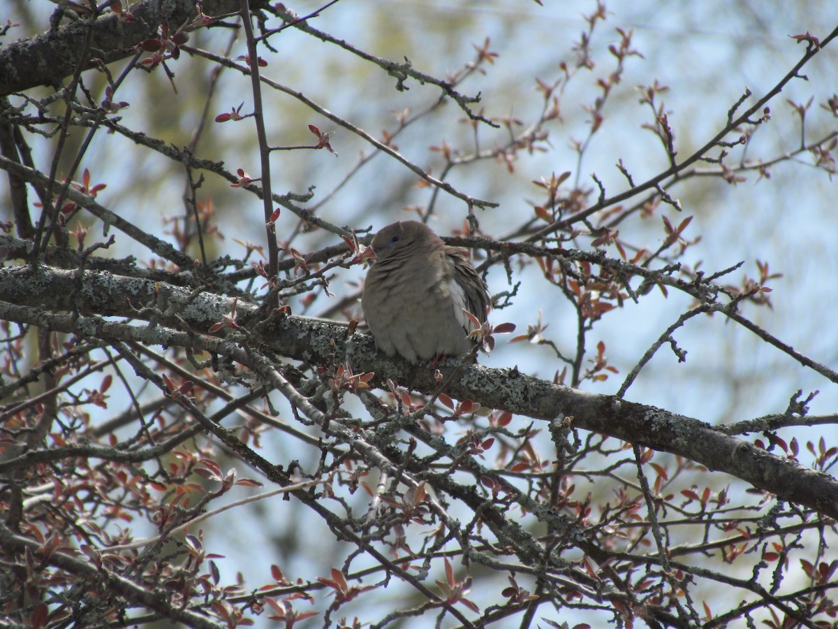 White-winged Dove - ML537757771