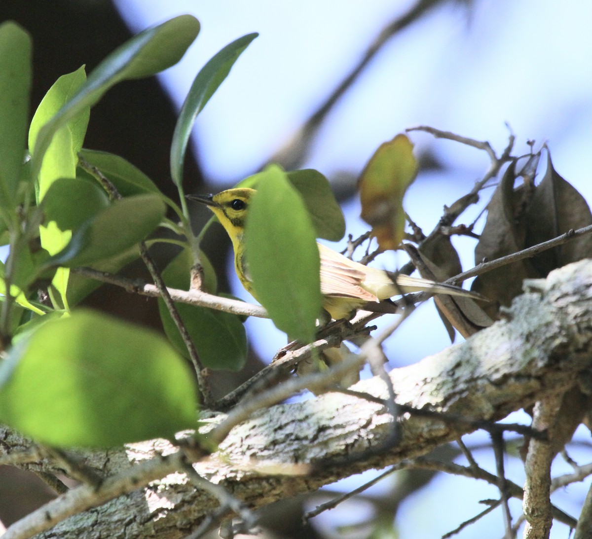 Prairie Warbler - ML537758701