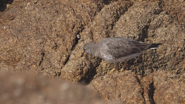 Surfbird - ML537758791