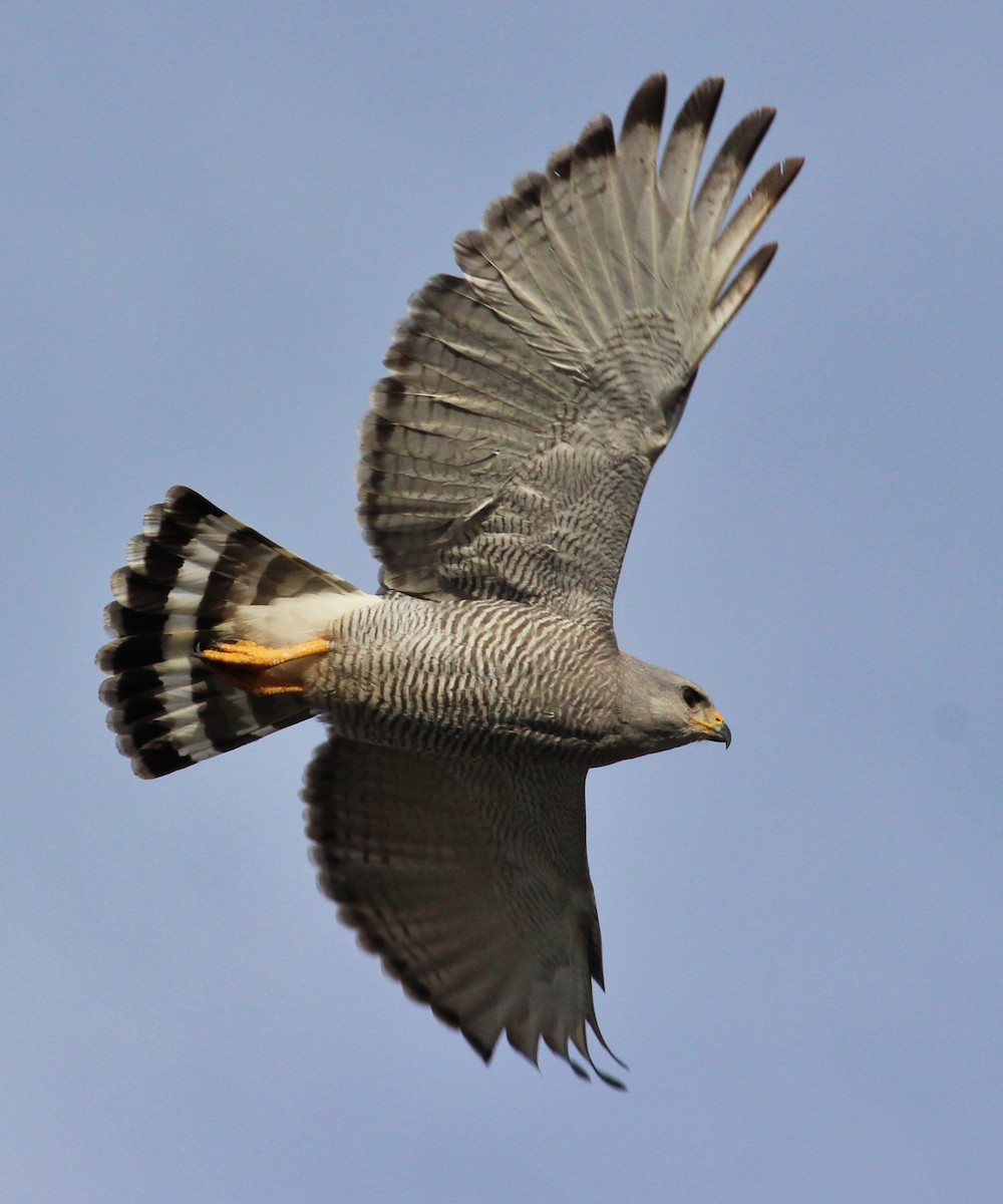 Gray Hawk - ML53775971