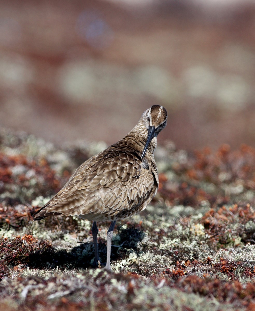 Whimbrel (Hudsonian) - ML53776101